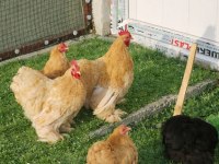 Buff Cüce Cochin Kuluçkalık Yumurta Ve Anaç Bulunur