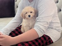 2.5 Aylık Dişi Maltipoo