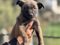 A kalite malinois yavruları