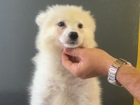 Bembeyaz Güzellik Safkan Samoyed Yavrusu