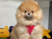 Safkan Pomeranian Boo Yavrularımız