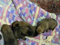 Irk Garantili Malinois Köpekler