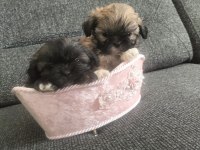 Shih Tzu 2 Erkek Bebek