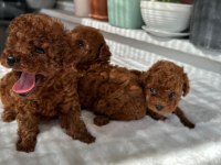 Kore Tea Cup Poodle