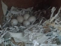 El Besleme Yavru Cennet Papağanımız