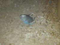 5 Adet Rainbow Muhabbet Kuşu Uyguna