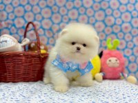 Safkan Pomeranian Boo Irkı Yavrularımız
