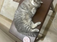 British Shorthair Kedimiz Ceyar