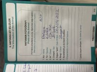 Ücretsiz Maltese Terrier