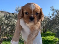 Cavalier King Charles Ruby
