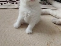 Meksikalı Kedimiz Pablo