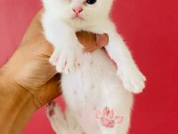 Kar beyaz british shorthair erkek