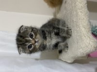 Exotic Ve Scottish Kediler