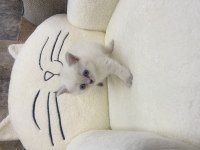 1,5 Aylık Dişi British Shorthair