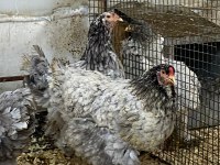 Blue Modled Brahma Kuluçkalık Yumurta