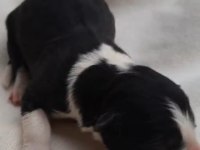 Border Collie Siyah Beyaz Ve Kahve Beyaz Yavrular