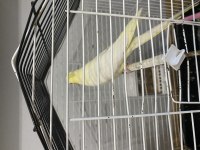 Ele Alışkın Lutino Sultan Papağanı