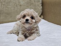 Maltipoo Bizimle Tanışmadan Karar Vermeyin