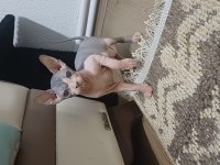 2 Aylık Erkek Sfenks Yavrumuz