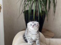 Teslime hazır sıfır kulak scottish fold güzellik