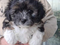 Morkie Özel Irk Yavrular