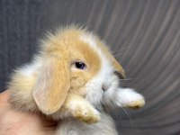 Safkan Evcil Hollanda Mini Ve Cüce Tavşanlar