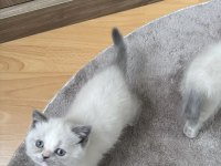 Safkan British Bluepoint British Shorthair