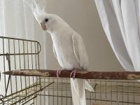 Albino sultan papağanı cinnamon