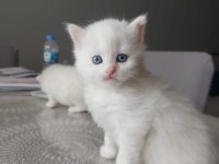 British Longhair Yavrularımız