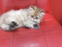 British Longhair Golden Point