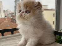 Çok Sıcak Kanlı Saf Irk Persian