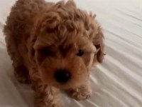 Şecereli Anneden Toy Poodle Kore Kan Yavrumuz