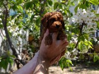Red Toy Poodle Yavrumuz