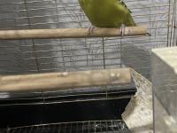 Spangel Taşıyıcı Jumbo Kırması Dişi Muhabbet Kuşu