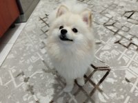 Eğitimli ve karakteri oturmuş 8 aylık pomeranian