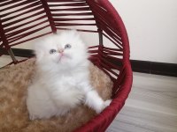 British Longhair Prenses Hazır