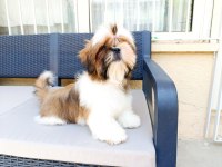 Eşsiz Güzellikte Shih Tzu Yavruları