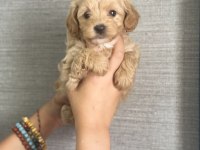 Ev Ortamında Büyüyen Maltipoo Yavrular