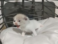 Tatlımı Tatlı Bebiş Kediler Burada