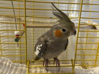 Eğitimli Yavru Ele Kola Gelen Dişi Sultan Papağanı