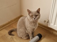 Kedimizi Özel Sebeplerden Dolayı Ücretsiz Sahiplendiriyoruz