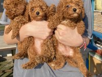 Red Brown Toy Poodle Kızlarım