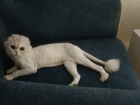 Silver point scottish fold