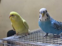 Kanarya Sarısı 11 Aylık Dişi Muhabbet Kuşu