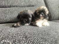 Shih Tzu 2 Erkek Bebek
