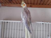 Yine düşmüş evcil sultan papağanları