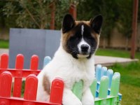 Ruhsatlı Köpek Çiftliğinden Amerikan Akita Yavruları