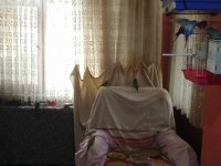 Her Renk Yavru Yada Yetişkin Muhabbet Kuşu