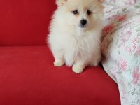 Pomeranian Teddy