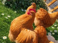 Üreticiden Sağlıklı Ve Irk Özellikli Orpington Civciv Ve Yumurta